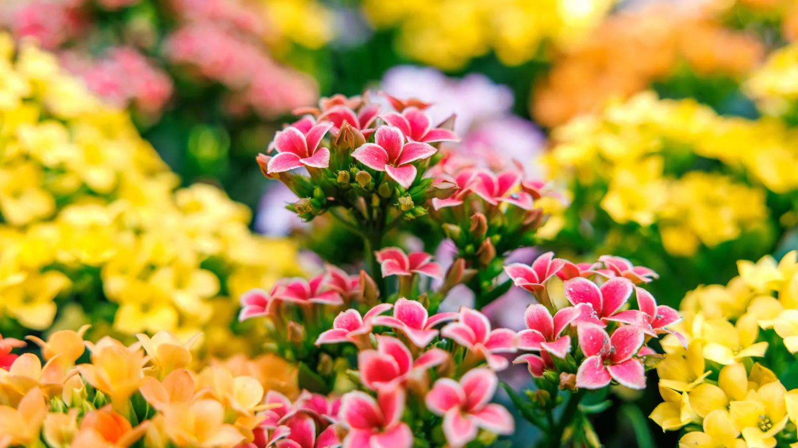 Colourful seasonal flowers in close-up